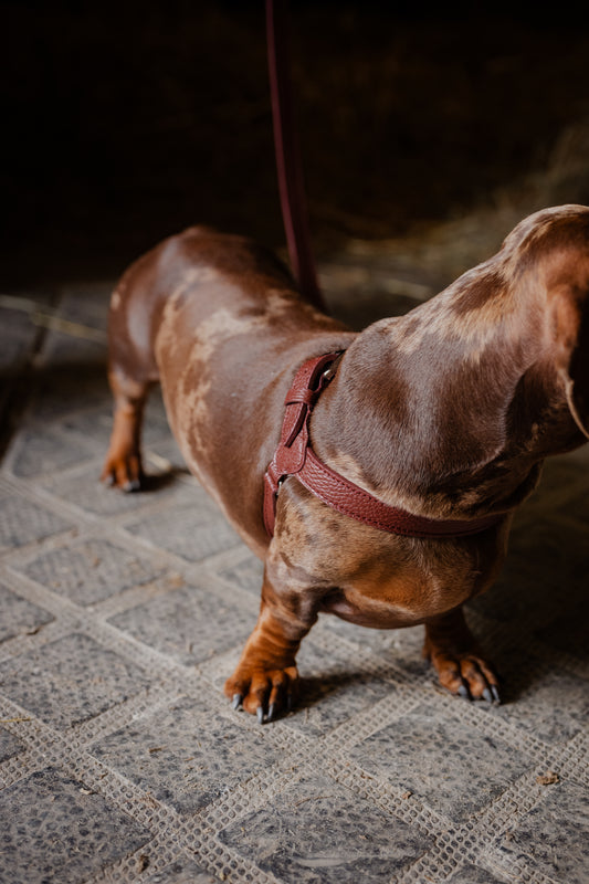 Pettorina Ciliegia Collection