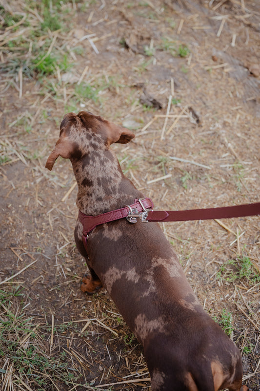 Pettorina Ciliegia Collection